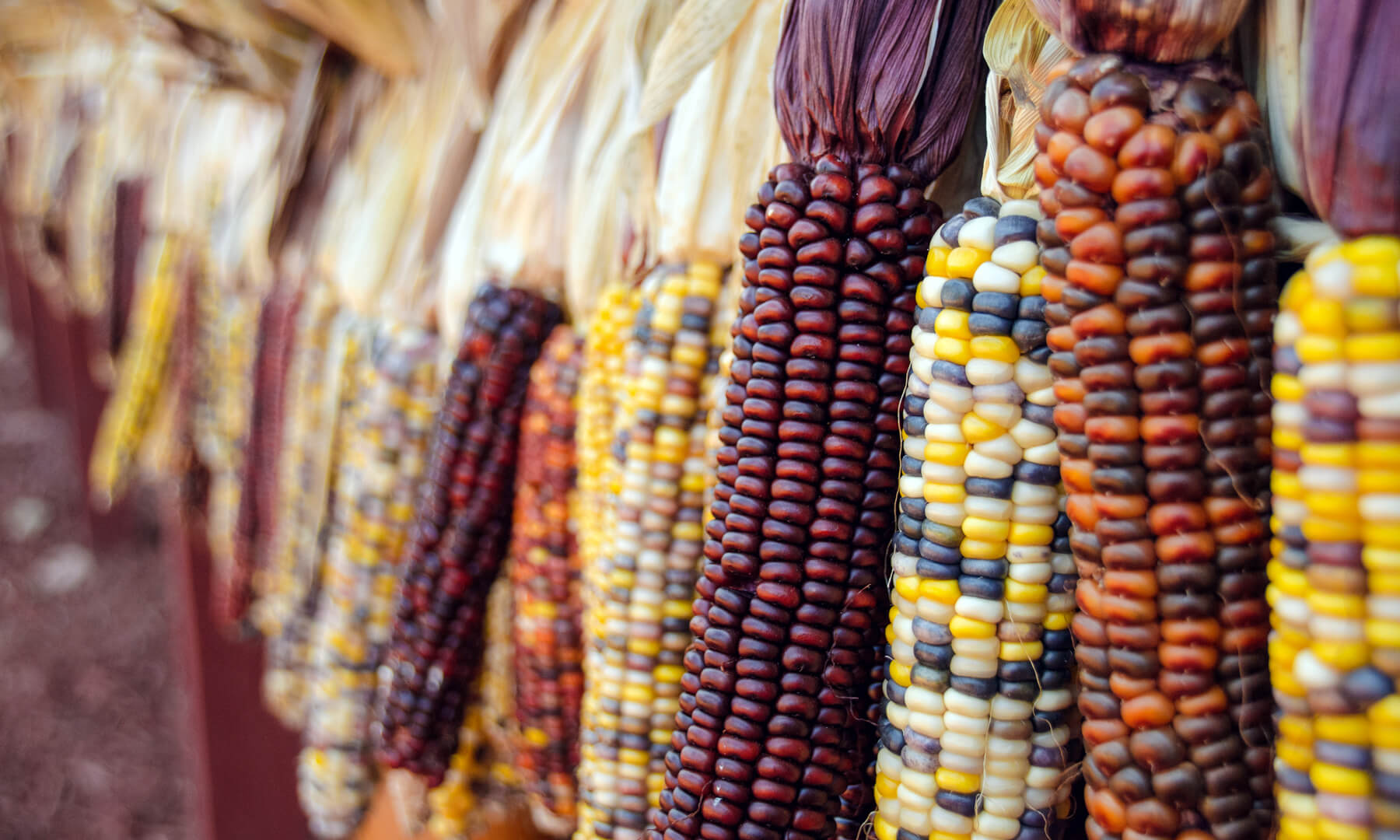 Teaching Tolerance Corn