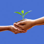 Concept image of nurturing hands holding a small plant