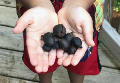 Hands holding seeds by Lauryn Mascarenaz | Planting the Seeds for Student Growth Article