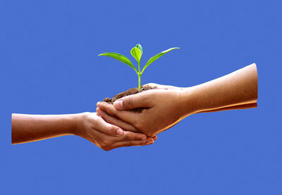 Concept image of nurturing hands holding a small plant
