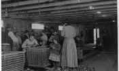 a four-year-old girl working alongside her mother shucking oysters